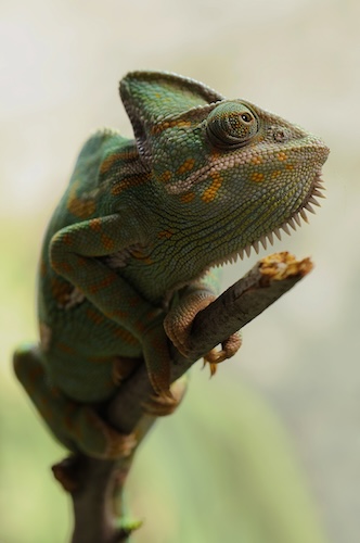 chameleon